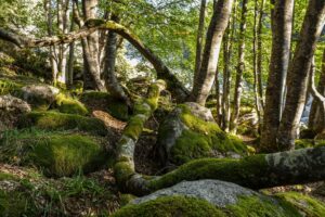 Bosque templado con árboles centenarios y suelo cubierto de musgo verde, representando un ecosistema terrestre.