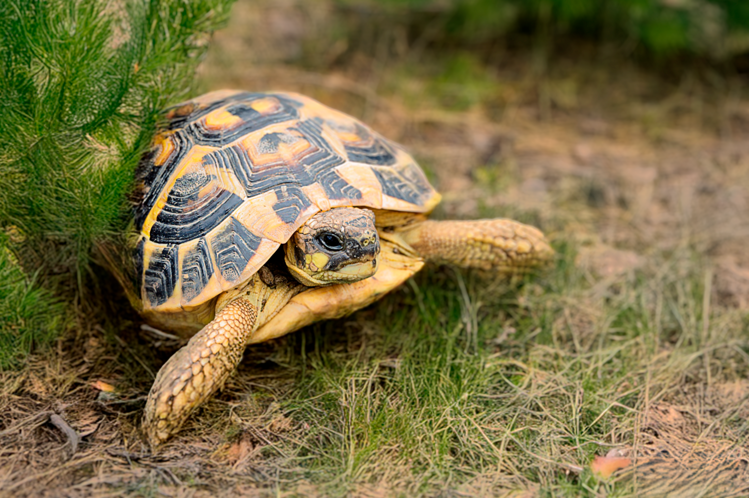 Vista natural de una tortuga terrestre en un entorno de hierba, mostrando su integración en el ecosistema local. Vista natural de una tortuga terrestre en un entorno de hierba, mostrando su integración en el ecosistema local.