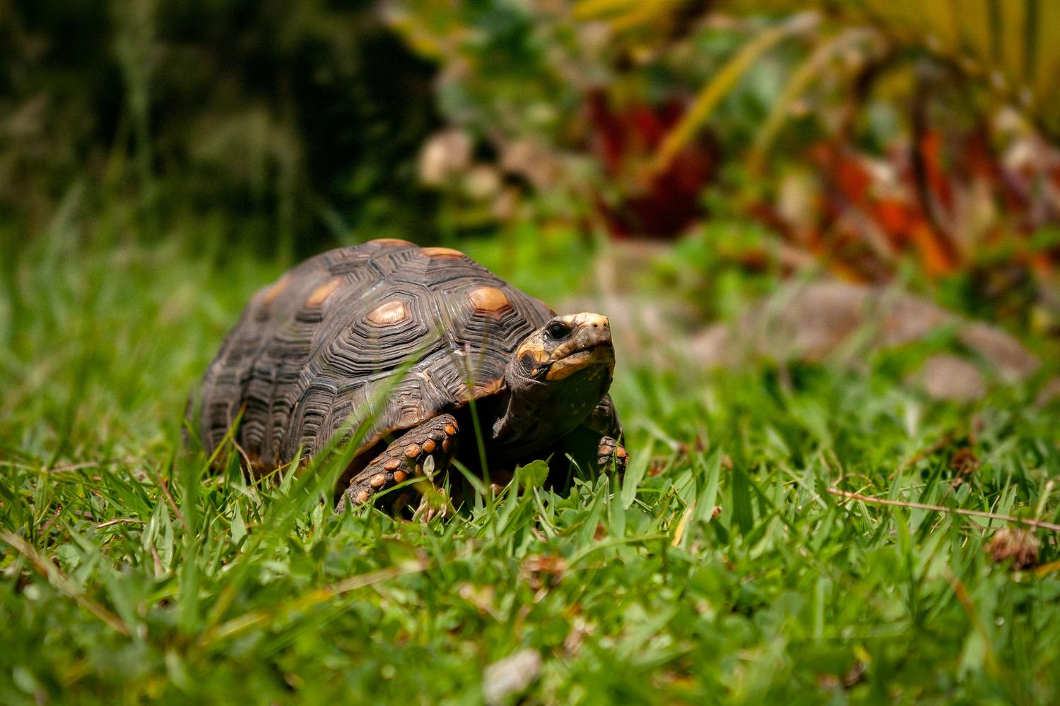 Tortuga terrestre caminando por un jardín verde, representando la imagen familiar del morrocoyo en entornos tropicales. Tortuga terrestre caminando por un jardín verde, representando la imagen familiar del morrocoyo en entornos tropicales.